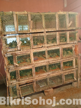 কোয়েল পাখির খাঁচা